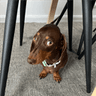 dylanthedegen_28226